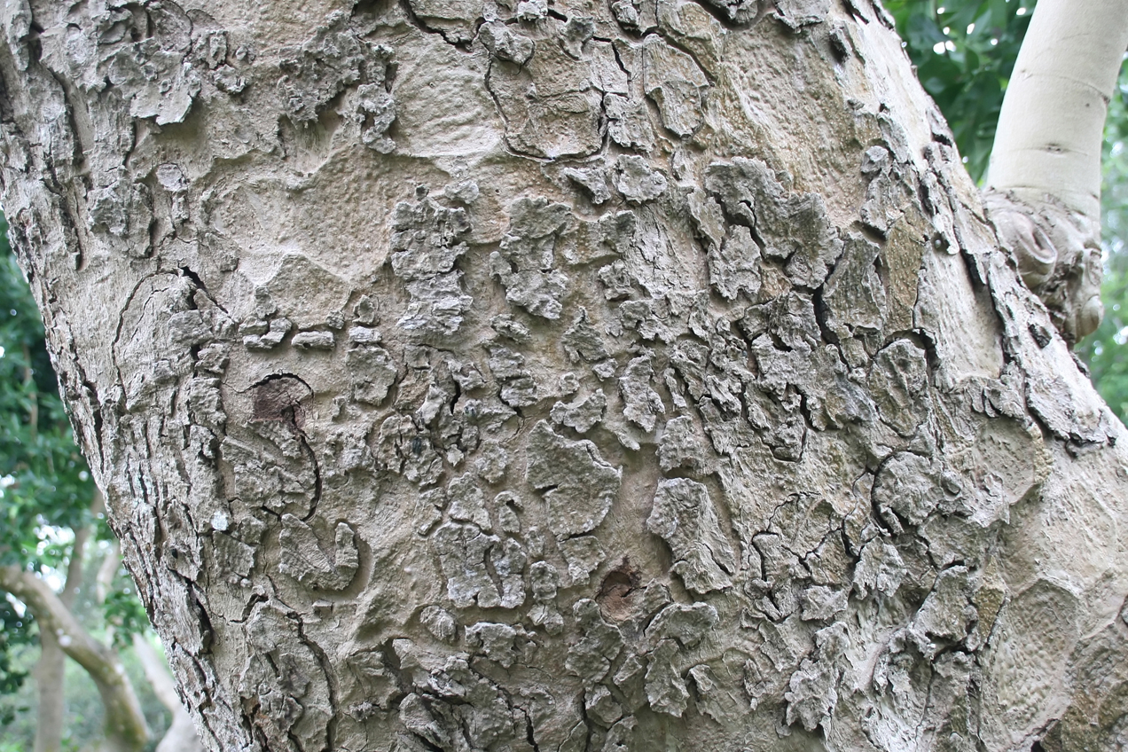 Sausage-tree-bark