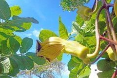 Developing-flower