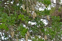 Fruits-in-a-tree
