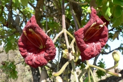 Sausage-tree-flower