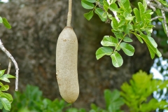 Sausage-tree-fruit