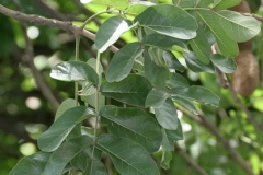 Sausage-tree-leaves