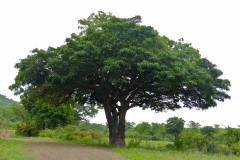 Sausage-tree