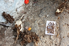 Seeds-and-husk