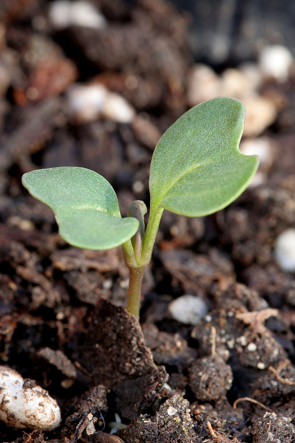 Savoy cabbage seedlings