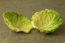 Leaves of Savoy cabbage
