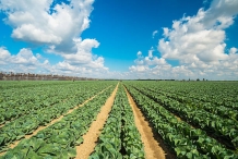 Savoy cabbage farm
