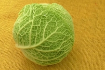 Savoy cabbage head