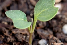 Savoy cabbage seedlings