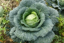 Savoy cabbage