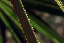 Edges-of-the-Saw-palmetto-leaves