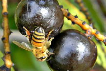 Ripe-fruit-of-Saw-palmetto