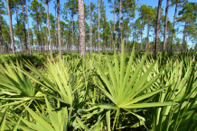 Saw-palmetto-Farming