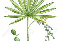 Saw-palmetto-Illustration