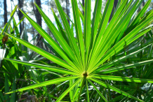 Saw-palmetto-Leaves