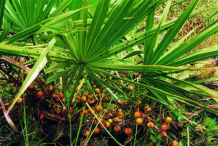 Saw-palmetto-fruit-on-the-plant