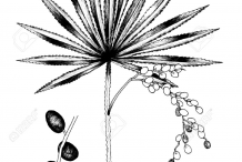 Saw-palmetto-plant-Sketch