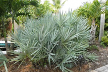 Saw-palmetto-plant