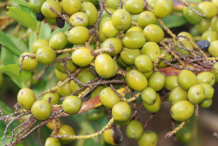 Unripe-Saw-palmetto-fruit