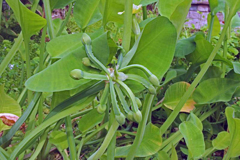 Flowering-buds-of-Sawah-Lettuce