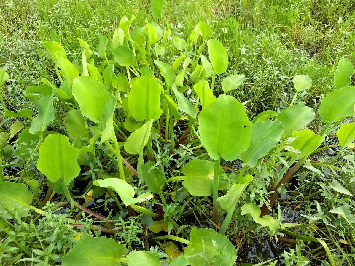 Sawah-Lettuce-plant-growing-wild