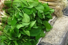 Sawah-Lettuce-sold-in-market