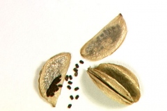 Capsule-segment-and-seeds-of-Sawah-Lettuce