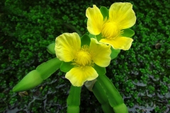Flowers-of-Sawah-Lettuce