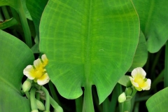 Leaves-of-Sawah-Lettuce