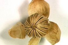 Mature-fruit-capsule-of-Sawah-Lettuce