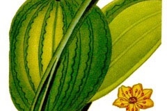 Plant-Illustration-of-Sawah-Lettuce