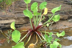 Sawah-Lettuce-plant-growing-in-wet-place