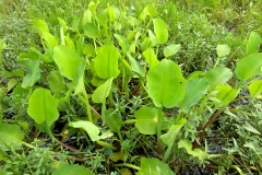 Sawah-Lettuce-plant-growing-wild