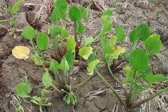Sawah-Lettuce-plants