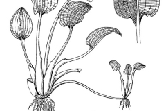 Sketch-of-Sawah-Lettuce