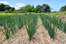 Scallion-farm