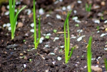 Scallions-seedlings