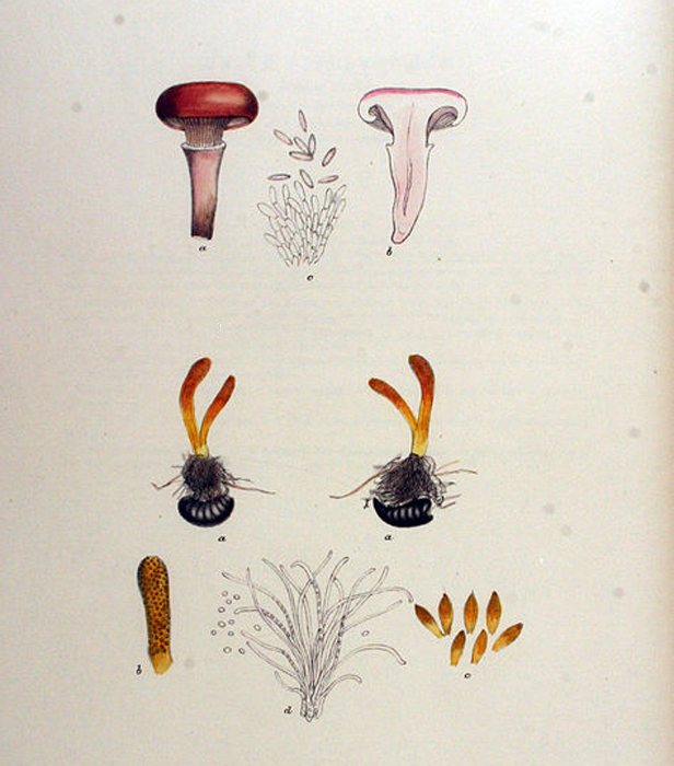 Plant-Illustration-of-Scarlet-Caterpillarclub-fungus