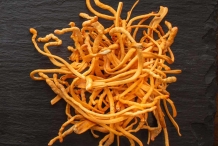 Dried-Scarlet-Caterpillarclub-fungus