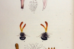 Plant-Illustration-of-Scarlet-Caterpillarclub-fungus