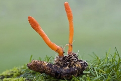 Scarlet-Caterpillarclub-fungus-plant