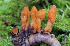 Scarlet-Caterpillarclub-fungus-plant
