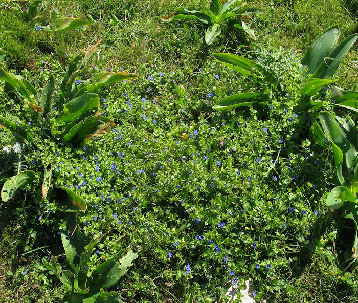 Scarlet-Pimpernel-Plant-growing-wild