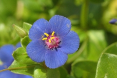 Closer-view-of-Flowers-of-Scarlet-Pimpernel