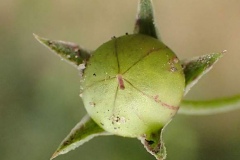 Immature-fruit-of-Scarlet-Pimpernel