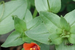 Leaves-of-Scarlet-Pimpernel
