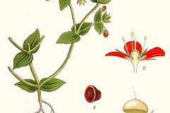 Plant-Illustration-of-Scarlet-Pimpernel