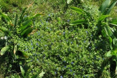 Scarlet-Pimpernel-Plant-growing-wild
