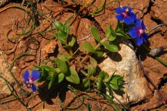 Scarlet-Pimpernel-Plant