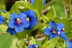 Scarlet-pimpernel-flowers